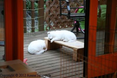 Viognier on the step